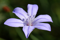 Aphyllanthes monspeliensis